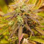 Welcome_Newbie_indoor