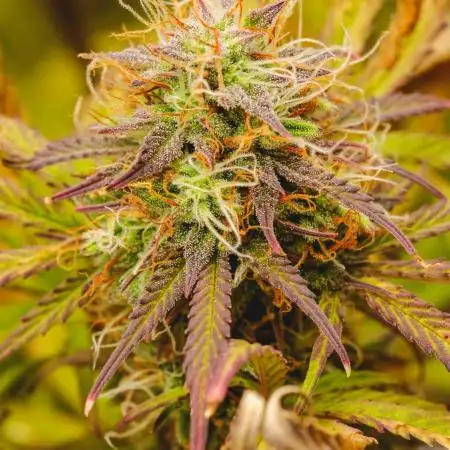 Welcome_Newbie_indoor