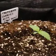 Welcome_Newbie_indoor