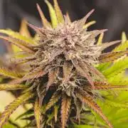 Welcome_Newbie_indoor