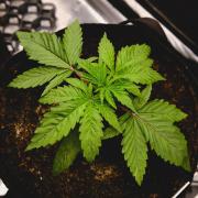 Jack Herer original genetics