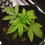 Jack Herer original genetics