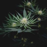 Jack Herer original genetics