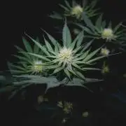 Jack Herer original genetics