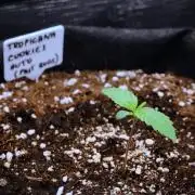 Welcome_Newbie_indoor