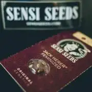 Jack Herer original genetics