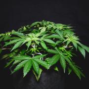 Jack Herer original genetics
