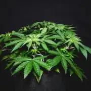 Jack Herer original genetics