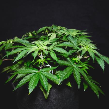 Jack Herer original genetics