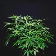 Jack Herer original genetics