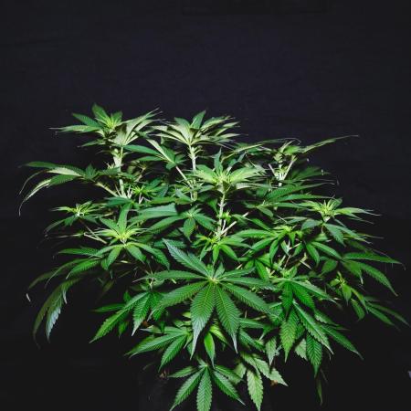 Jack Herer original genetics