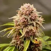 Welcome_Newbie_indoor