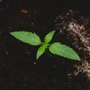 Jack Herer original genetics