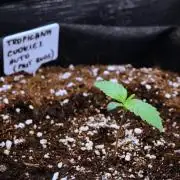 Welcome_Newbie_indoor