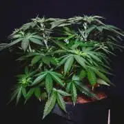 Jack Herer original genetics