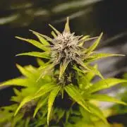 Welcome_Newbie_indoor