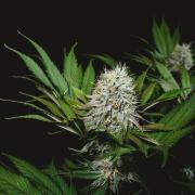 Jack Herer original genetics