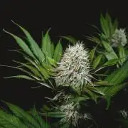 Jack Herer original genetics