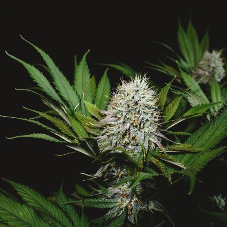 Jack Herer original genetics