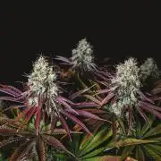 Jack Herer original genetics