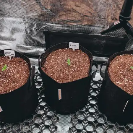 Spring 42 auto