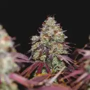 Jack Herer original genetics