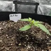 Do Si Dos and Bubba Thump