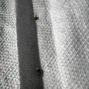 Do Si Dos and Bubba Thump