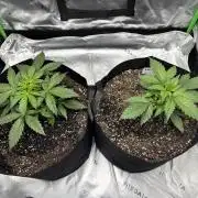 Do Si Dos and Bubba Thump