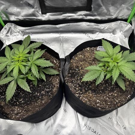 Do Si Dos and Bubba Thump