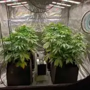 Gorilla Melon (Fast Buds)