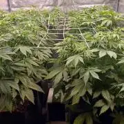 Gorilla Melon (Fast Buds)