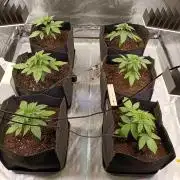 Gorilla Melon (Fast Buds)