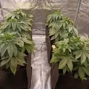 Gorilla Melon (Fast Buds)