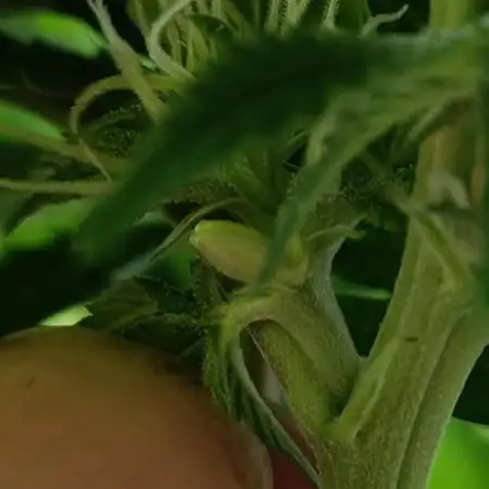Gorilla Melon (Fast Buds)