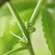Gorilla Melon (Fast Buds)