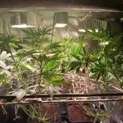 Chicken n wafflez my first indoor