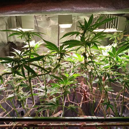 Chicken n wafflez my first indoor