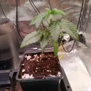 Chicken n wafflez my first indoor