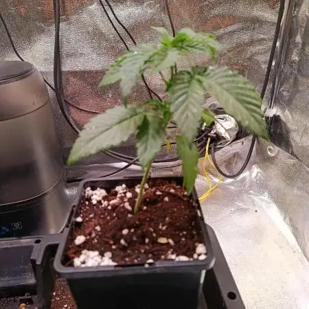 Chicken n wafflez my first indoor