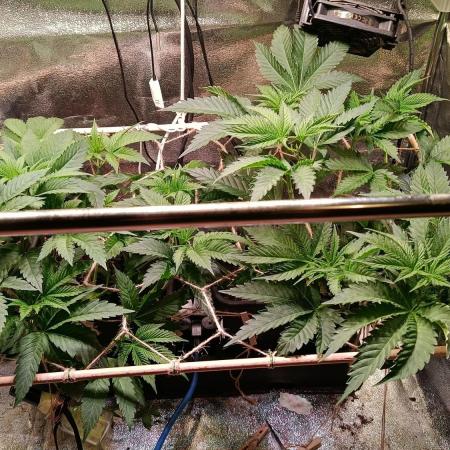 Chicken n wafflez my first indoor