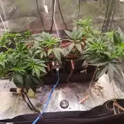 Chicken n wafflez my first indoor