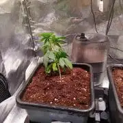 Chicken n wafflez my first indoor