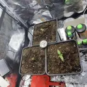 Seed supplier Auto Test