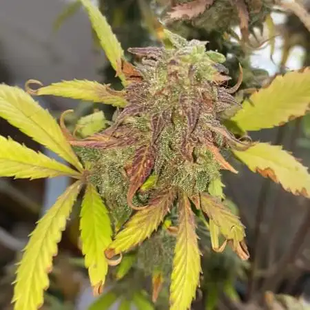 Seed supplier Auto Test
