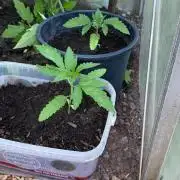 Outdoor 26