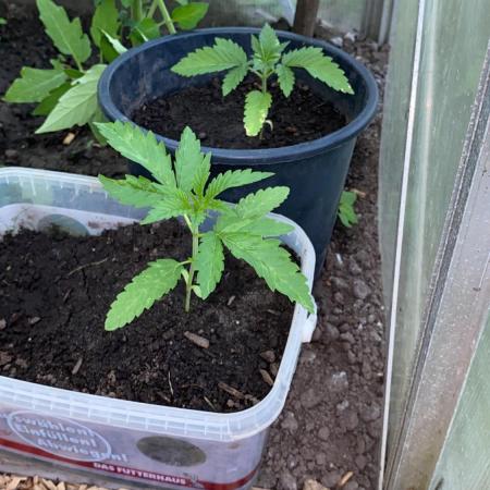 Outdoor 26