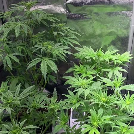 Seed supplier Auto Test