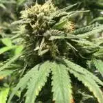 Glueberry O.G. - Dutch Passion