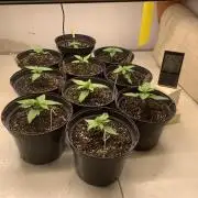 Chemdog & Jack Here by GHSC